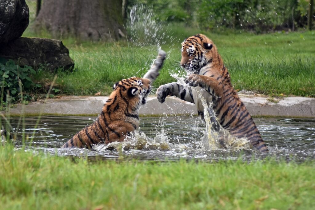 royal bengal tiger in kanha national park 