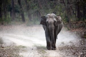 Elephant wayanad