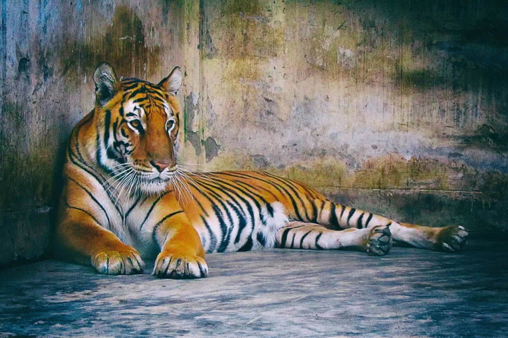 Tiger-in-Kanha-national-park